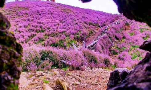 Ngắm hoa tím đẹp lung linh trên đỉnh Tà Chì Nhù ở Yên Bái