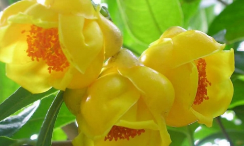 Quảng Ninh: Rực rỡ trà hoa vàng Ba Chẽ